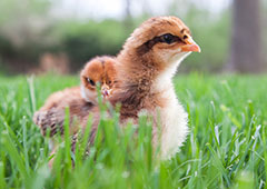 Baby chicks in backyard grass