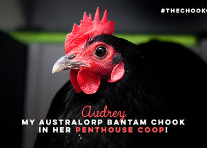 audrey the australorp in her chook coop