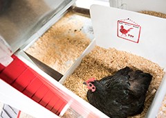 Black Australorp bantam chicken laying in taj mahal nesting box