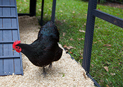 australorp chicken in penthouse coop with chicken wire mesh run