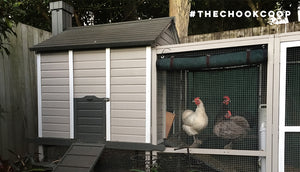 australorp chickens in predator secure coop