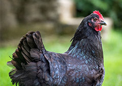 Black australorp chicken in backyard