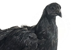 Ayam cemani facts you didn't know!