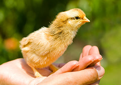 fluffy yellow baby chick in hand