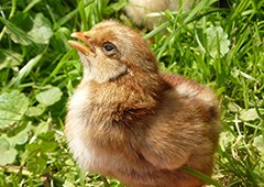 baby chick looking up