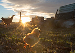Baby chicken running around at sunrise
