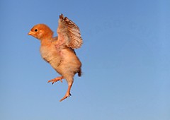 Baby chick flying in backyard