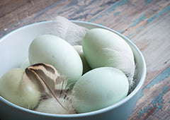 blue araucana chicken eggs in a bowl