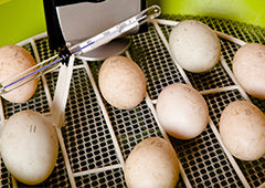 Unwashed backyard chicken eggs in an incubator with thermometer