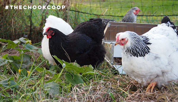 backyard chicken flock