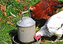 Backyard chickens need to drink plenty of clean water, but their scratching can easily fling dirt into a low-set waterer