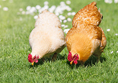 Backyard chickens foraging