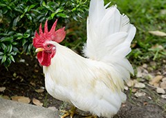 Bantam Leghorn rooster chicken