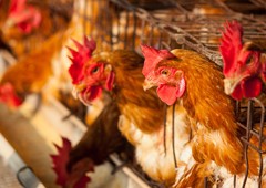 Battery chickens in cage|