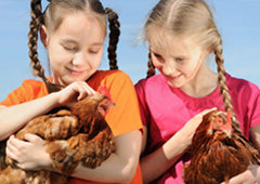Two children holding ISA Brown chickens in backyard