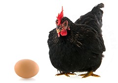 black-chicken-and-egg