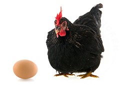 Black chicken sitting next to egg