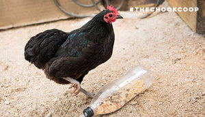 Chicken playing with seed filled bottle