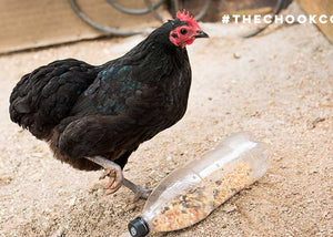Chicken playing with seed filled bottle