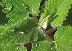 Catnip plant leaves covered in dew