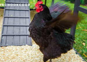 australorp chicken in backyard chook coop