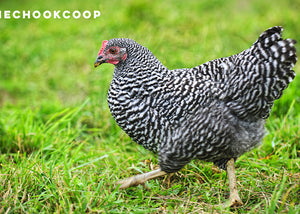 plymouth rock chicken breed in backyard