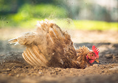 Chicken dust bathing in backyard
