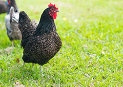 Black speckled chicken in the backyard