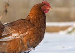 Isa Bown chicken in cold snow