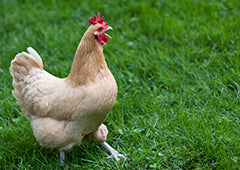 Chicken in backyard