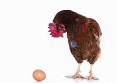 Chicken or the egg
