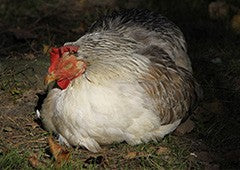 sometimes chickens need to conserve their energy, and will lay fewer eggs as a result