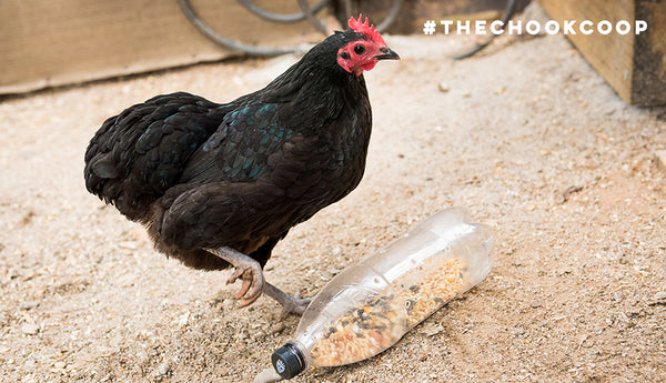 chicken using treat shaker