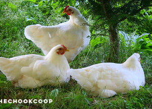 chickens sitting in shade of tree