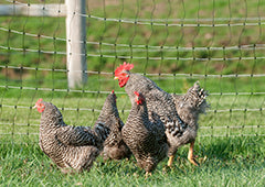 chickens with electric poultry fencing