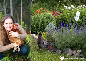 claire bickle with backyard chicken