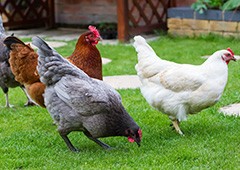 different chickens lay different numbers and colours of eggs