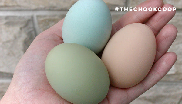 different coloured chicken eggs