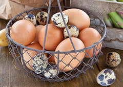 quail eggs in a basket with chicken eggs for size comparison