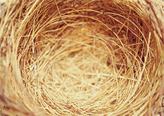 empty chicken nest