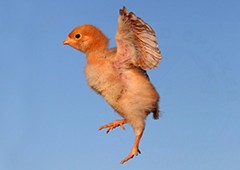 flying-chick