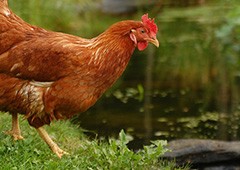 free range chickens need to drink plenty of water