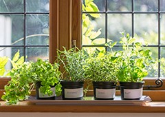fresh-summer-herbs