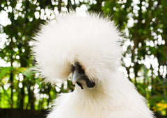 Silkie chicken with fabulously fluffy feathers