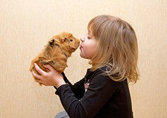 Kids will love interacting with their new guinea pig friend