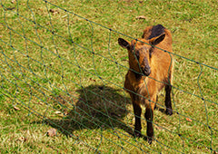electric fencing for goats