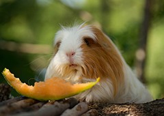 Rockmelon is a healthy treat that you can include in your guinea pig's diet