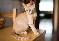 Orange cat kitten on table inside