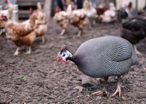 Keeping-Guinea-Fowl-With-Chickens