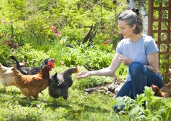 lady-feeding-domestic-chickens-in-backyard
